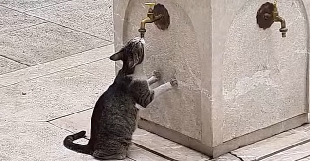 Saraybosnalı imamdan kalpleri fetheden paylaşım