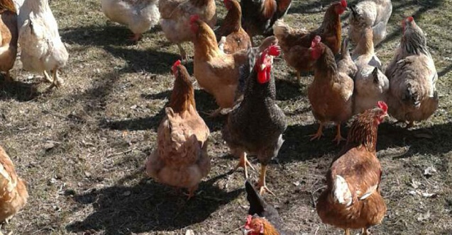 Karadağ'da aşırı sıcaklar trajediye neden oldu: 200 bin kanatlı hayvan telef oldu