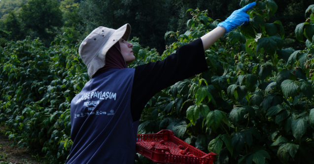 TİKA iş birliğinde Sırbistan’a giden Türk öğrenciler ahududu topladı