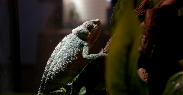 Zagreb'de 60 farklı sürüngenin gösterildiği sergi açıldı