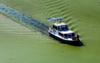 Sava Nehri yosunlarla kaplandı