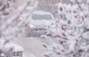 Slovenya buz kesti: Tüm zamanların en soğuk Nisan sabahı