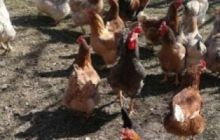 Karadağ'da aşırı sıcaklar trajediye neden oldu: 200 bin kanatlı hayvan telef oldu