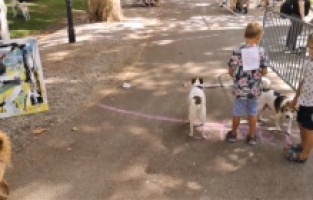 Hırvatistan'daki köpekli koşuya yoğun ilgi