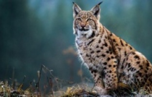 Balkan vaşağı yok olmanın eşiğinde