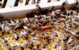 Bölge ülkelerinde gözlenen toplu arı ölümleri neden Bosna Hersek'te yaşanmıyor?