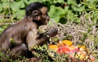 Hırvatistan'da sıcaktan bunalan hayvanlara buzlu yiyecek verildi