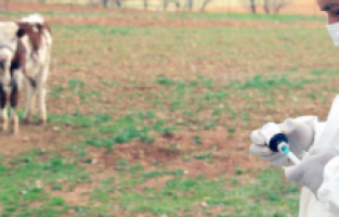 Hırvatistan’da şarbon paniği