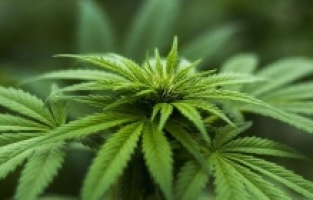 Kuzey Makedonya'da 7 ton marihuana ele geçirildi