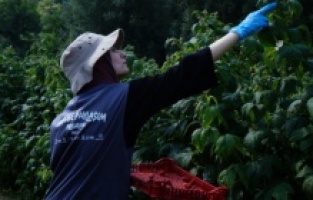 TİKA iş birliğinde Sırbistan’a giden Türk öğrenciler ahududu topladı