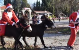 Bosna Hersek’te Noel Babalı eşek yarışı düzenlendi