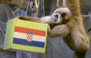 "Kuracı maymun" Hırvatistan'ı seçti