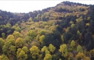 Yunanistan'da son 20 yıldaki 10 büyük orman yangınında yaklaşık 3 milyon dönüm zarar gördü