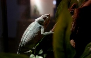 Zagreb'de 60 farklı sürüngenin gösterildiği sergi açıldı