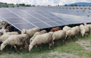 Kosova’da güneş enerjisi panellerinin temizleyicisi: Koyun ve keçiler
