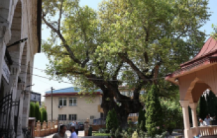 Kuzey Makedonya’da cami avlusundaki asırlık çınar zamana direniyor